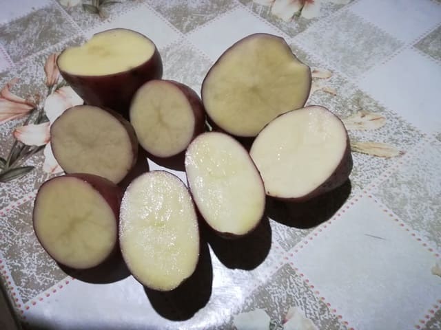 Сорт картофеля Рокко