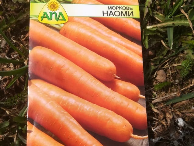 Посев моркови весной для раннего урожая в июне в средней полосе