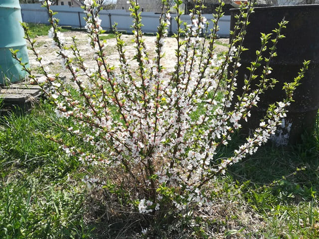 Посадка войлочной вишни весной