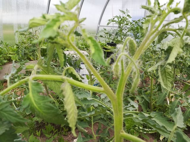 Формирование индетерминантных томатов в теплице