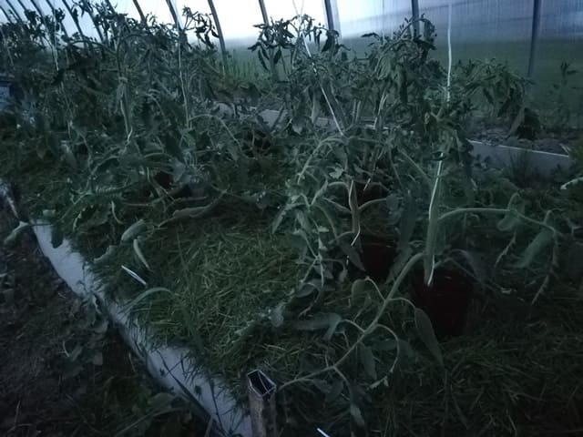 Мульчирование томатов в теплице скошенной травой