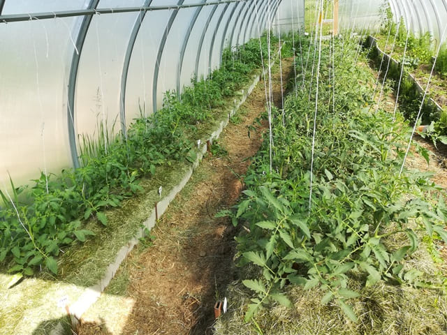 Формирование детерминантных томатов в теплице