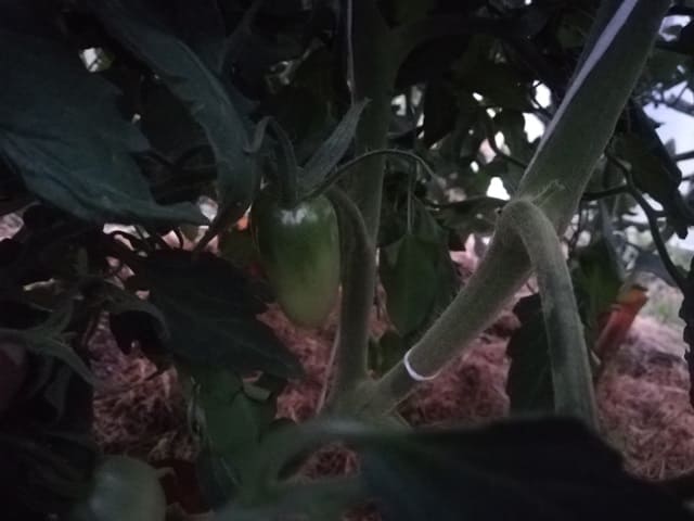 Какие томаты у меня на середину июня 2019 года