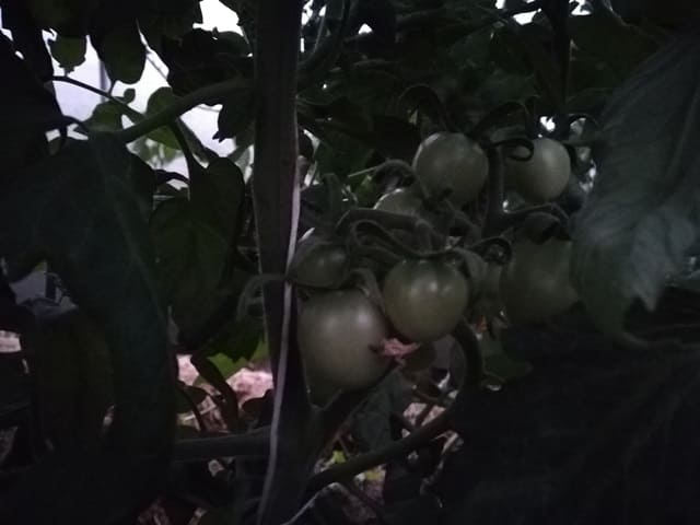 Какие томаты у меня на середину июня 2019 года