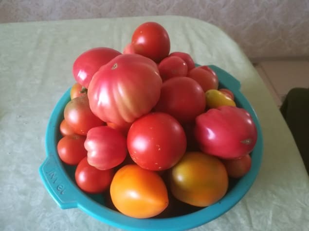 Когда сеять помидоры на рассаду